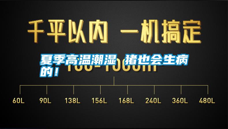 夏季高溫潮濕 豬也會生病的！