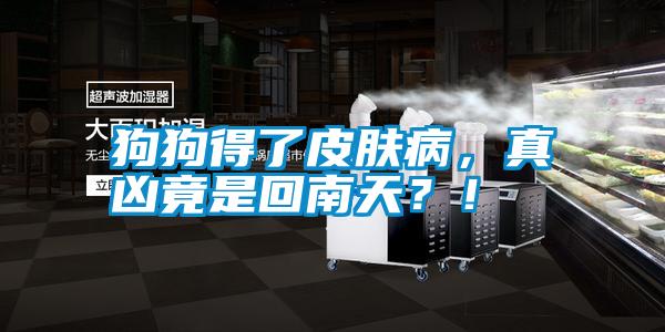狗狗得了皮膚病，真兇竟是回南天？！