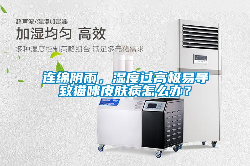 連綿陰雨，濕度過(guò)高極易導(dǎo)致貓咪皮膚病怎么辦？