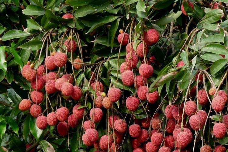 如何選擇荔枝烘干機改善荔枝干果？ 荔枝烘干機