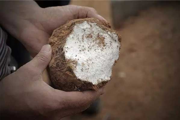 茯苓干燥易碎裂吸濕怎么辦？茯苓烘干機(jī)助力企業(yè)規(guī)?；a(chǎn)!